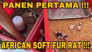 AKHIRNYA PANEN JUGA ‼️ AFRICAN SOFT FUR RAT MULAI BERANAK, DAPET BERAPA EKOR NIH ⁉️