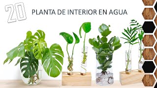 20 PLANTAS DE INTERIOR QUE CRECEN EN EL AGUA / 20 INDOOR PLANTS THAT GROW IN WATER