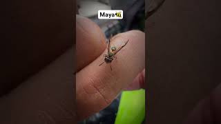 ABEJA MAYA🐝