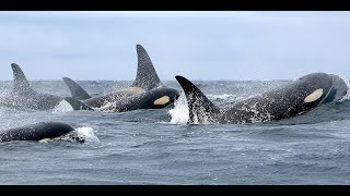 Southern Resident Killer Whales: World Oceans Day Film Festival - Webinar Series