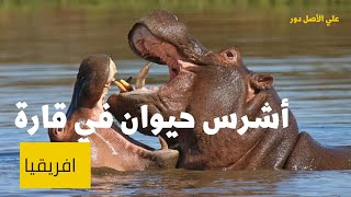 من أضخم حيوانات قارة أفريقيا