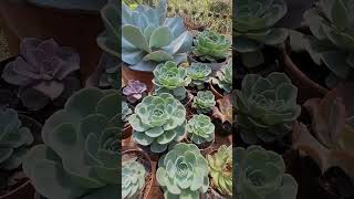 ECHEVERIA GILA #suculentasdacreusa #dicasincriveis #dicasdecultivo #suculentas #shortvideo #outubro