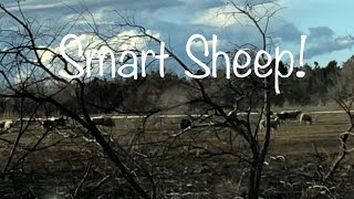 My sheep are so smart ... vlog 519