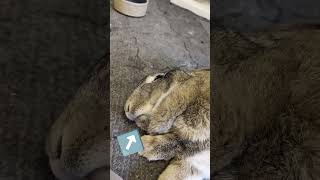 Flemish Giant Rabbit's Do THIS If They're Happy