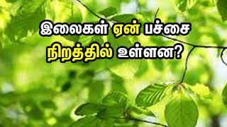 இலைகள் ஏன் பச்சை நிறத்தில் இருக்கிறது?. Why Leaf is Green Colour in Tamil