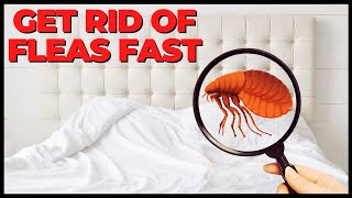 How To Get Rid Of Fleas Fast? Natural Solutions