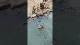 Siberian Tigers Jump For Food. Tigerstyle Water Meat Dangerous