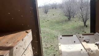 bees in west Kazakhstan