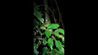 Western Tarsier at RDC (1)