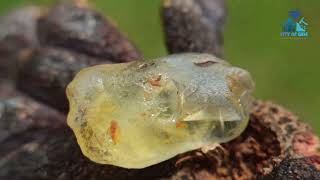 Discover the magic of nature's gem Behold this breathtaking Heating Grade Yellow Sapphire Raw Stone