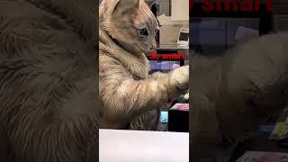 When you hire a pet to do work #funny #work #smart #subscribe #like #love #pet #cat #money