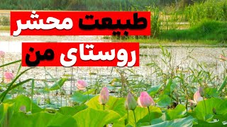 ولاگ طبیعت گردی قسمت ا‌ول ( تالاب نیلوفر آبی بابلسر )