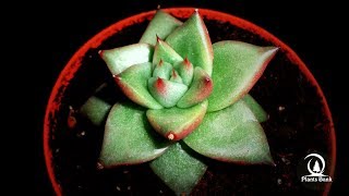 Botanic - Echeveria pulidonis