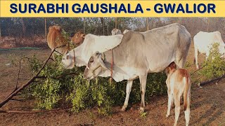 SURABHI GAUSHALA GWALIOR || Street Cow Selter | GAURAKSHA Kendra I  Home for Cows