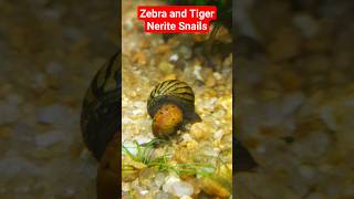 Zebra Narite Snail eating algae from Tiger Nerite Snail