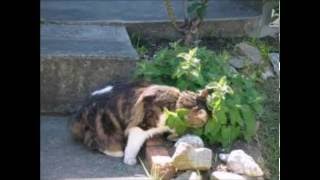 Secretos para mantener a los gatos fuera de su jardín