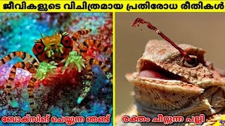 Strange Animal Defenses Malayalam|Rare Creatures|Facts Malayalam|Master Of Arena