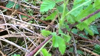 Wild plant food journey's # 28 The dewberry (Rubus caesius)