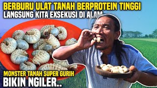 BERBURU ULAT TANAH BERPROTEIN TINGGI LANGSUNG KITA OLAH DI ALAM‼️ GURIH,NIKMAT DAN BERGIZI❗