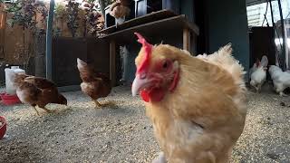 Chickens In The Coop Fun Relaxing Video Sounds Noises Hens Roosters!