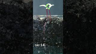 Beets Sprouting Under Soil Time Lapse