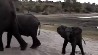 Baby elephant sneezed😂😊