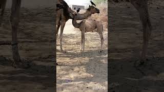 Baby camel Milking #تاريخ_الجمال #viralvideo #ytshorts