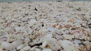 Sound of waves from the Gulf of Mexico taken from Southwest Florida beaches - view of shells