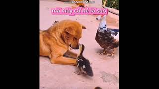 Dog vs Duck