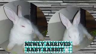 My new pet|rabbit🐇|friendly pet|bought in lockdown pet|rabbit baby