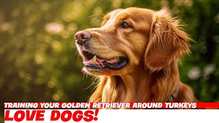 Training Your Golden Retriever Around Turkeys