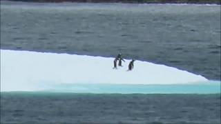 Part 4 Celebrity Eclipse Jan 25/26th 2020 Antarctica Cruise :  Penguins, Whale and Wildlife sighting