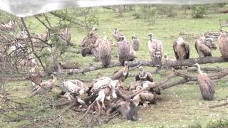 Vultures cleaning up a kill  #2 - Kenya, Africa