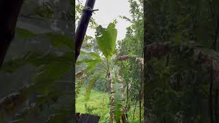 Rainy day in Bangladesh