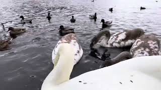 I am #handfeeding the Angry Yelling Mama #swan But #swans Talk a lot ! #birdfeeding in #bergen