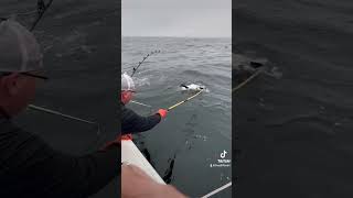 #catchandrelease #tuna #tunafish #bluefintuna #tunafishing #fishing #fishingvideo #fishingvideo