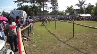 Donkey Races, Negril, Jamaica