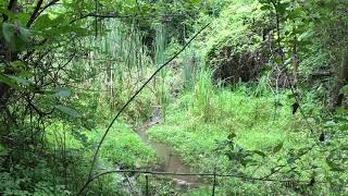 Raccoon Crossing a Stream — Missouri