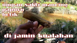 UMPAN PALING AMPUH MANCING IKAN PAPUYU BETOK PARIT DI JAMIN KUALAHAN