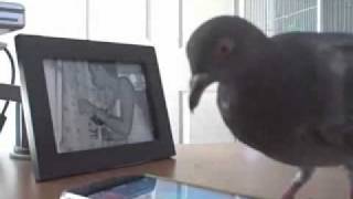 Pigeon Gamer