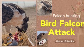 Bird Falcon Attack on other birds #birds #falcon #wildlife #animals #hawk #eagle