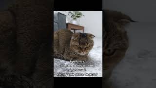 #кот #cat #роблокс #врек #roblox #tiktok #shorts #youtubeshorts #youtube .