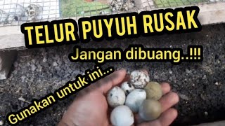 Manfaatkan Telur Rusak di Kandang Puyuh untuk Ini..!!!