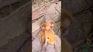 Cute baby monkey#babymonkey #cutemonkey #monkey  #shortsvideo #shortvideo #short #viral #video