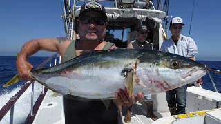 Dreamer Sportfishing - Aug 23 2015 - Overnight 6 pack Catalina Island - Yellowtail Slaughter El Nino