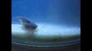 June Wade- a  Triops Cancriformis swimming along set to music then slowed down may times