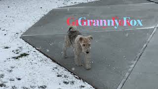 First Snow For Puppy Wire Fox Terrier