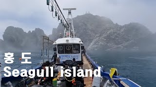 해무가 장관이였던 홍도 다이빙 Seagull island #홍도#거제도#통영#홍도다이빙#안경섬#현대마린