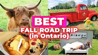 MUST DO fall road trip in Ontario! (best cafes, farms and antiques)