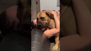 Boerboel & Her Mumma Duet #shortvideo #trendingshorts #viralshorts